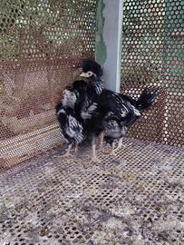 Pulcino gallina padovana