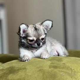 Chihuahua sabbia a pelo lungo