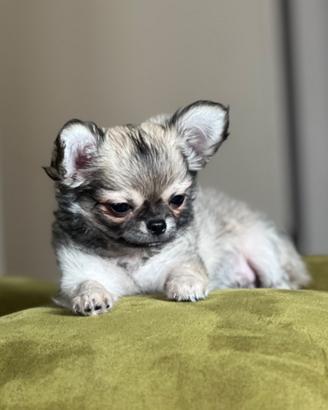 Chihuahua sabbia a pelo lungo