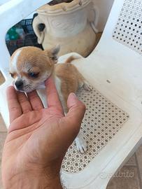 Chihuahua femmina