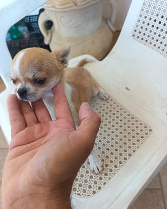 Chihuahua femmina