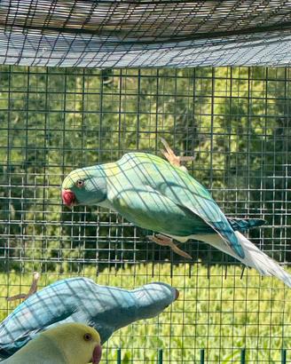 Parrocchetti dal collare