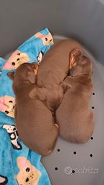 Bassotti nano ciocciolato