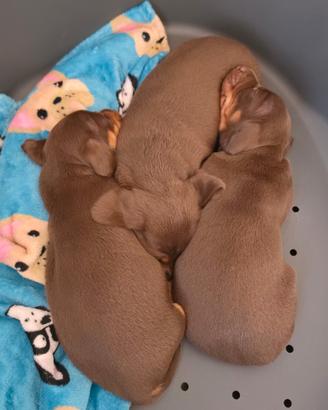 Bassotti nano ciocciolato