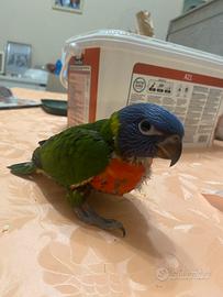 Lori arcobaleno allevato a mano