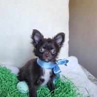 Chihuahua maschietto