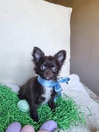 Chihuahua maschietto