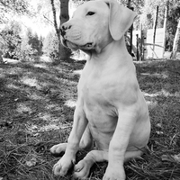 Cuccioli Dogo Argentino / Riproduttori Importati