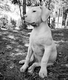 Cuccioli Dogo Argentino / Riproduttori Importati