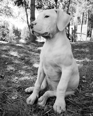 Cuccioli Dogo Argentino / Riproduttori Importati