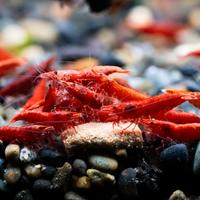 Caridina Red Fire - Gambero d'acqua dolce