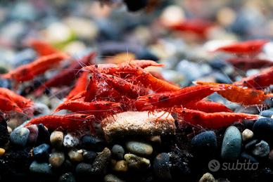 Caridina Red Fire - Gambero d'acqua dolce