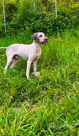 Lagotto romagnolo