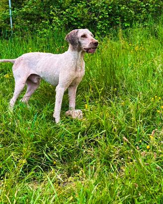 Lagotto romagnolo