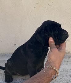 Cucciola cane corso