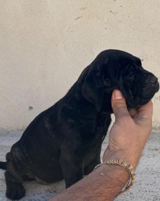 Cucciola cane corso