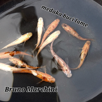 Medaka buci lame