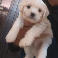Maltipoo