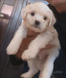 Maltipoo