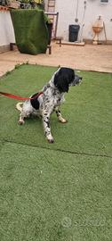 Cucciolo di setter