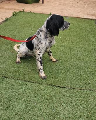 Cucciolo di setter