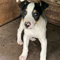 Ratonero Bodeguero Andaluz