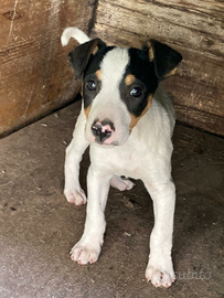 Ratonero Bodeguero Andaluz