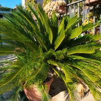 Pianta di cycas