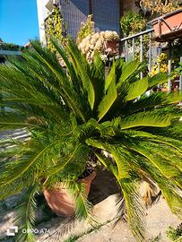 Pianta di cycas