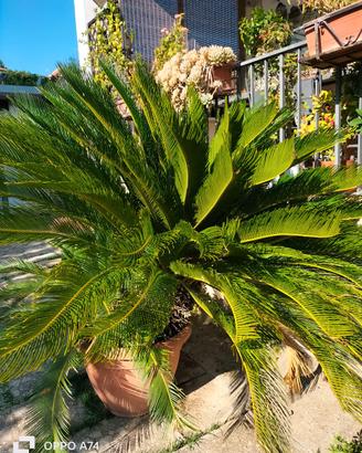 Pianta di cycas