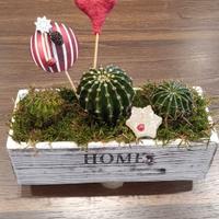 Composizione piante grasse 