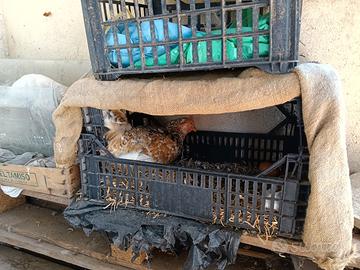 Galline americani