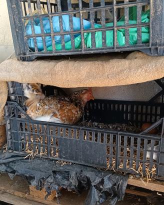 Galline americani