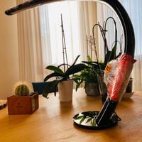 Lampada Cattelan Italia Mamba