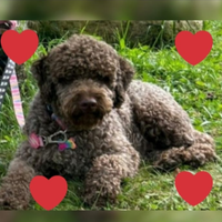 Cuccioli Lagotto romagnolo pedigree Roy Natale