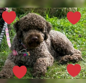Cuccioli Lagotto romagnolo pedigree Roy Natale