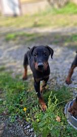 Cuccioli di dobermann