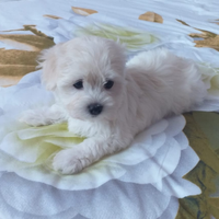 Maltese toy cuccioli