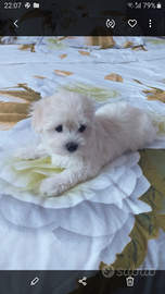 Maltese toy cuccioli