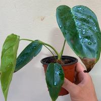 Philodendron esmeraldense