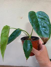 Philodendron esmeraldense