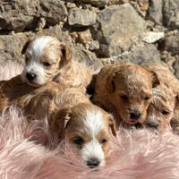 Cuccioli di Maltipoo