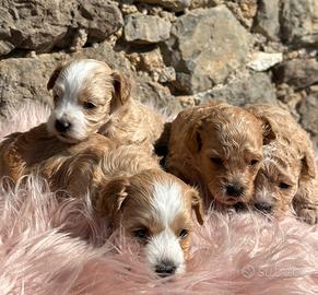 Cuccioli di Maltipoo