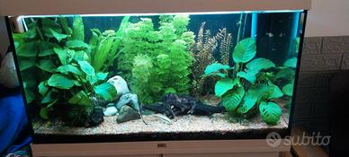 Acquario Rio juwel 125