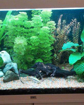 Acquario Rio juwel 125