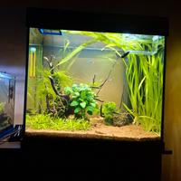 Acquario Juwel lido 120 + mobile