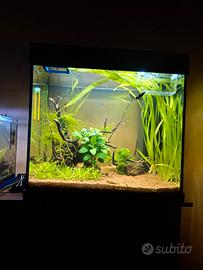Acquario Juwel lido 120 + mobile