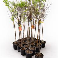 Piante da frutta 2 anni