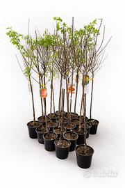 Piante da frutta 2 anni