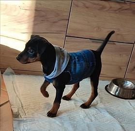 Disponibile pincher nero maschio